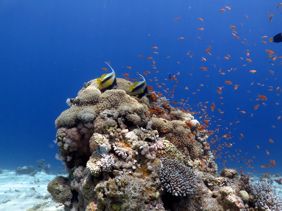 Exodus Dive Center And Guest House Ελάτ Εξωτερικό φωτογραφία